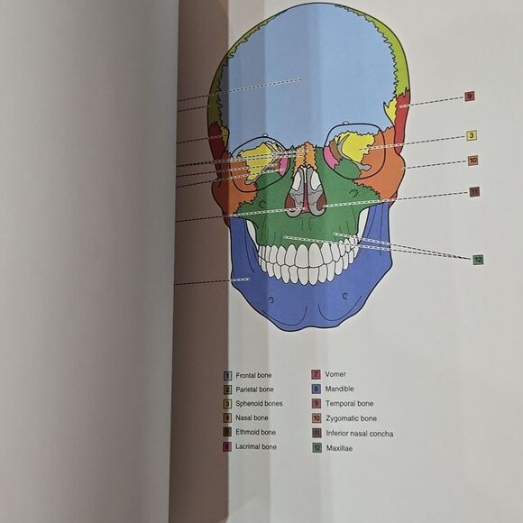 Dental Anatomy Coloring Book 4th Edition - Picture 10 of 15